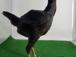 0.1 schwarz v97 emil frekot
